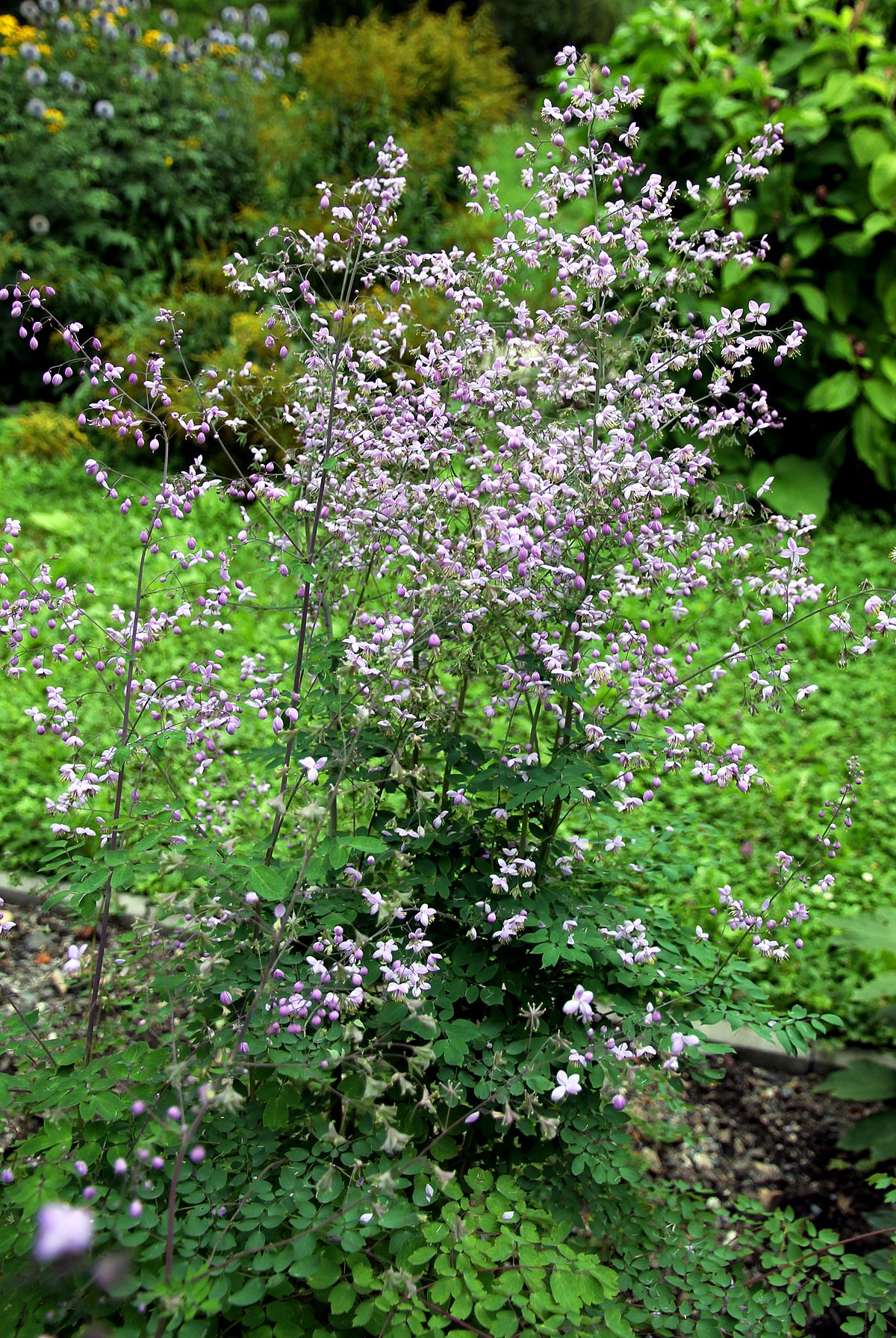 Thalictrum delavayi